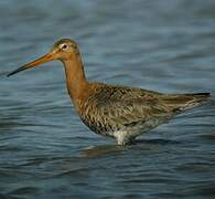 Black-tailed Godwit