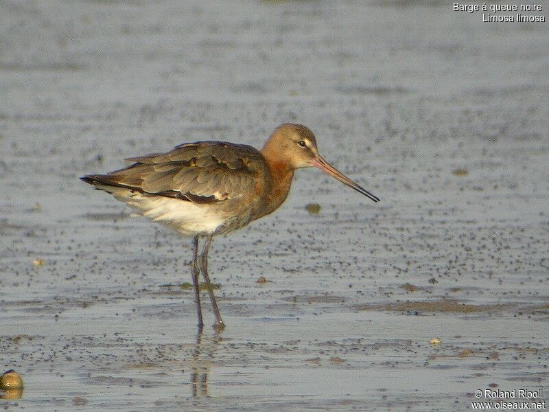 Black-tailed Godwit