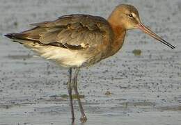 Black-tailed Godwit