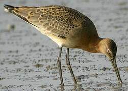 Black-tailed Godwit