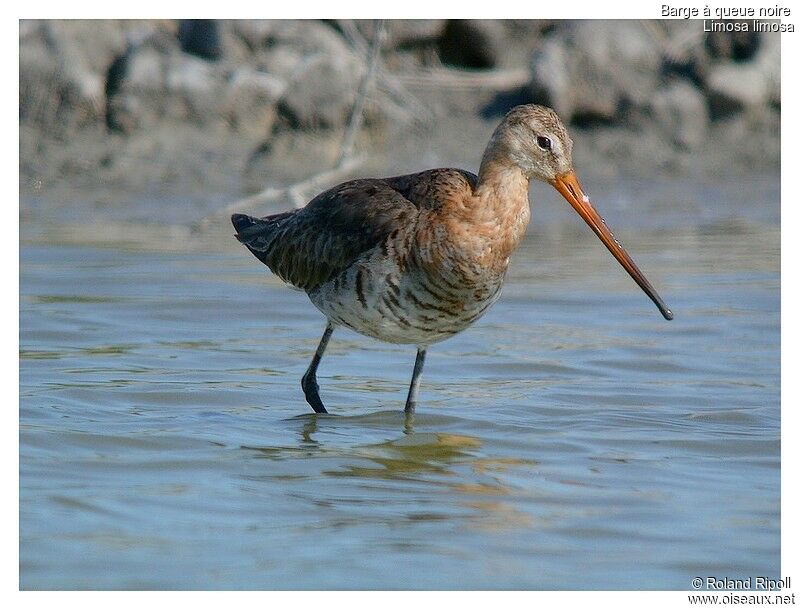 Black-tailed Godwitadult breeding