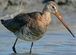 Black-tailed Godwit