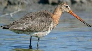 Black-tailed Godwit