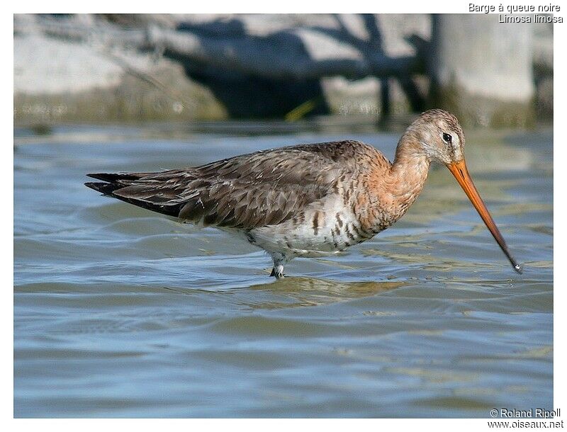 Black-tailed Godwitadult breeding