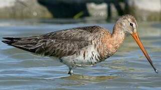 Black-tailed Godwit