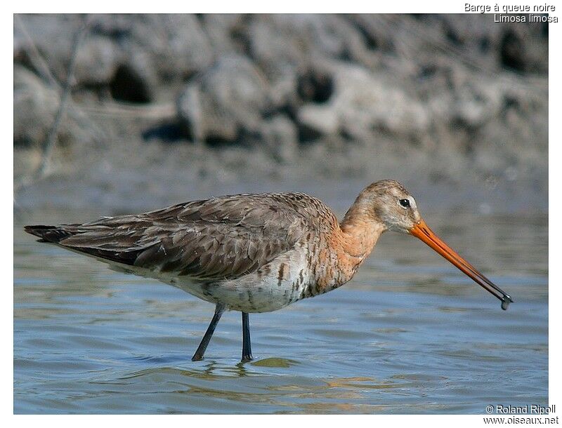 Black-tailed Godwitadult breeding