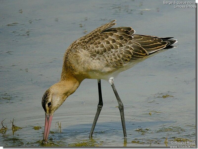 Black-tailed Godwitadult post breeding, fishing/hunting