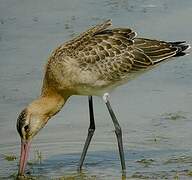 Black-tailed Godwit