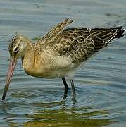 Black-tailed Godwit