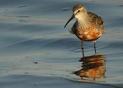 Curlew Sandpiper