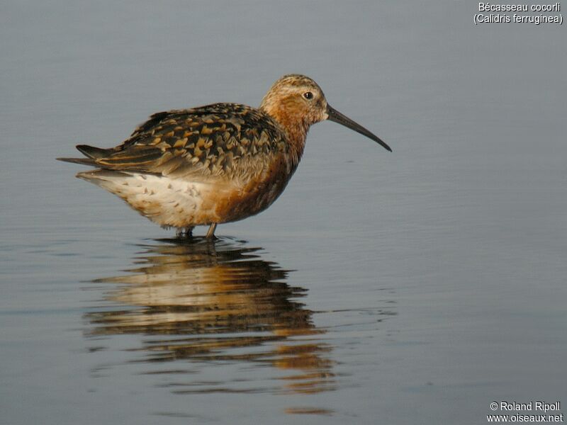 Curlew Sandpiperadult breeding