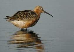 Curlew Sandpiper