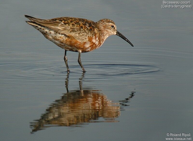 Curlew Sandpiperadult breeding