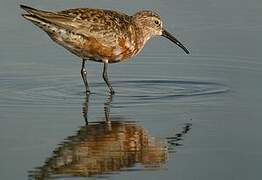 Curlew Sandpiper