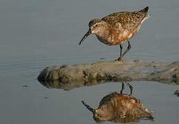 Curlew Sandpiper