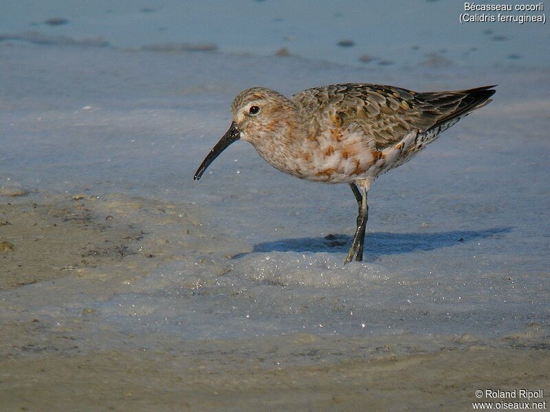 Curlew Sandpiperadult breeding