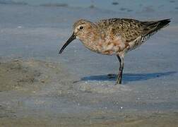 Curlew Sandpiper