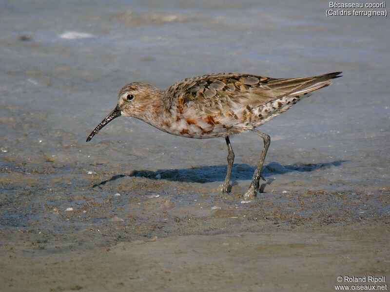 Curlew Sandpiperadult breeding