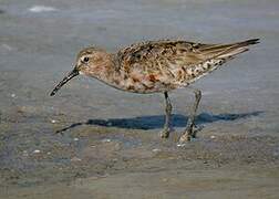 Curlew Sandpiper