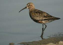 Curlew Sandpiper