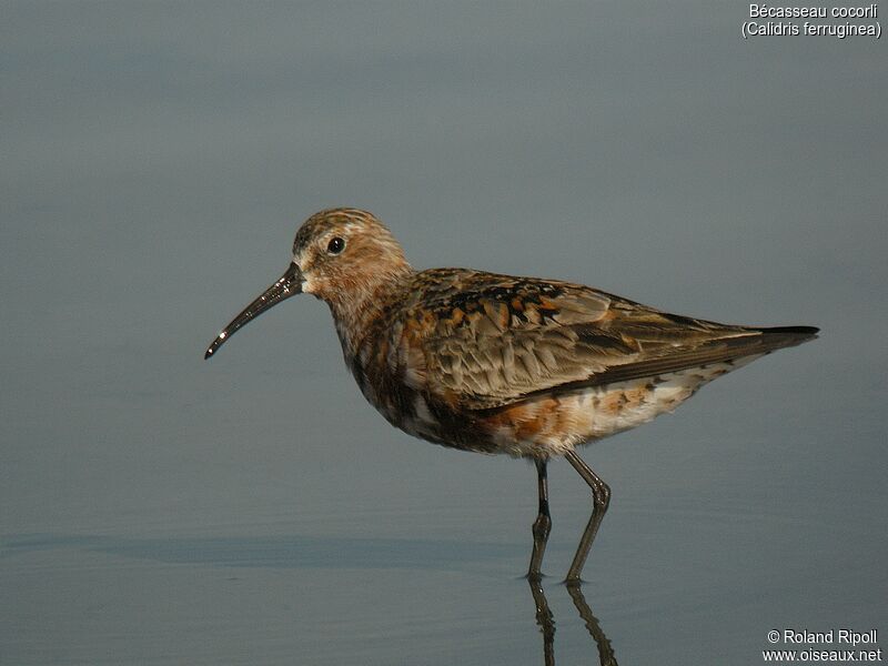 Curlew Sandpiperadult breeding