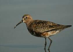 Curlew Sandpiper