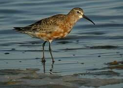 Curlew Sandpiper