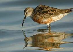 Curlew Sandpiper