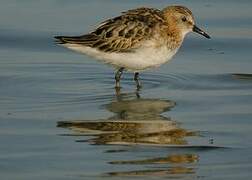 Little Stint