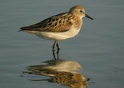 Little Stint