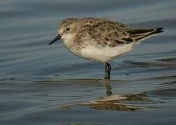 Little Stint