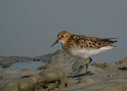 Little Stint