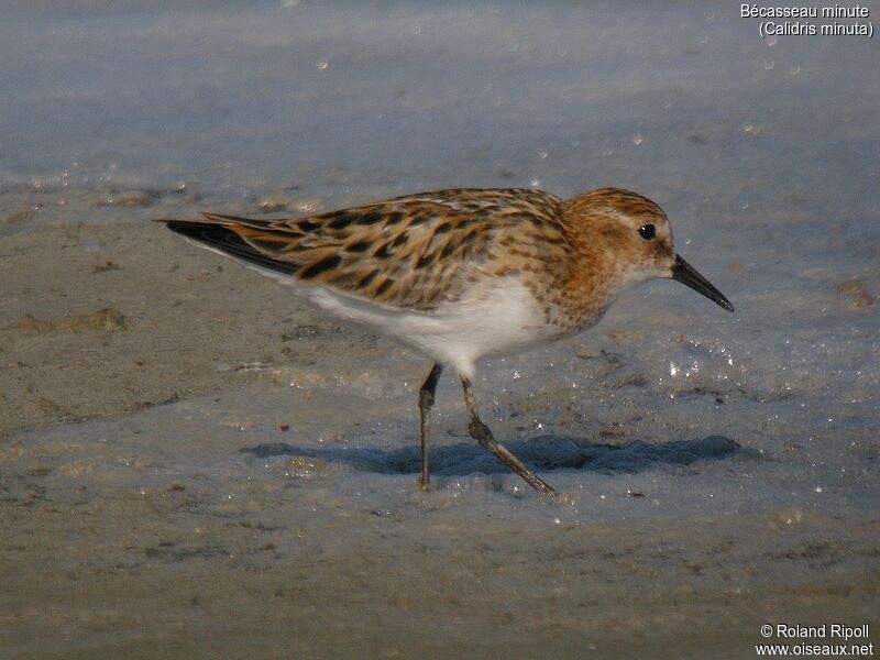 Little Stintadult breeding, identification