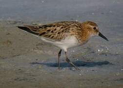 Little Stint