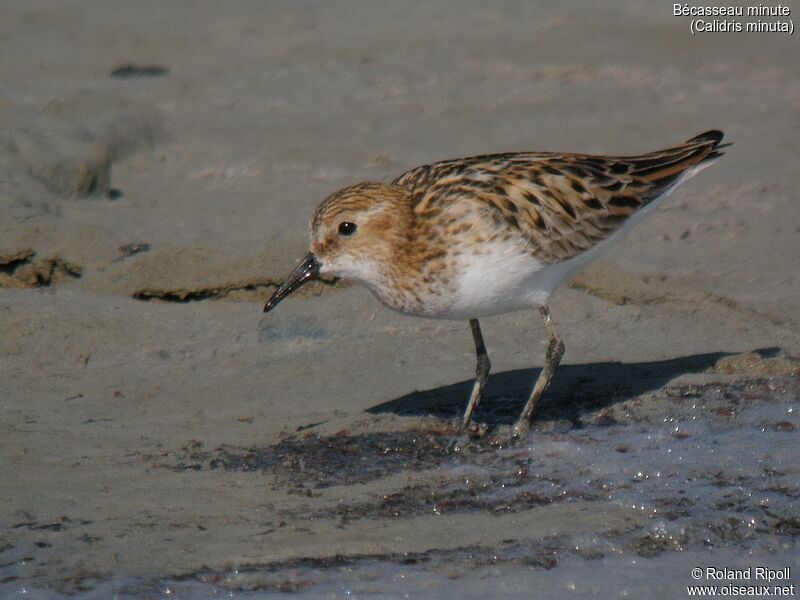 Little Stintadult breeding