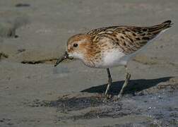 Little Stint