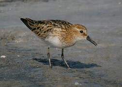 Little Stint