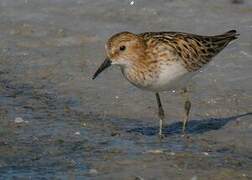 Little Stint