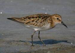 Little Stint