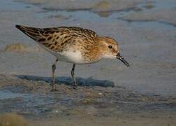 Little Stint