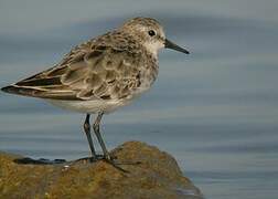 Little Stint