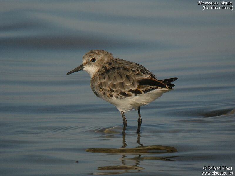 Little Stintadult post breeding