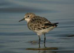 Little Stint