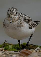 Bécasseau sanderling