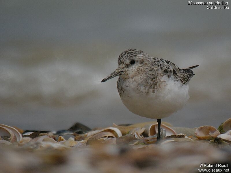 Bécasseau sanderling