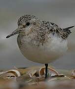 Bécasseau sanderling