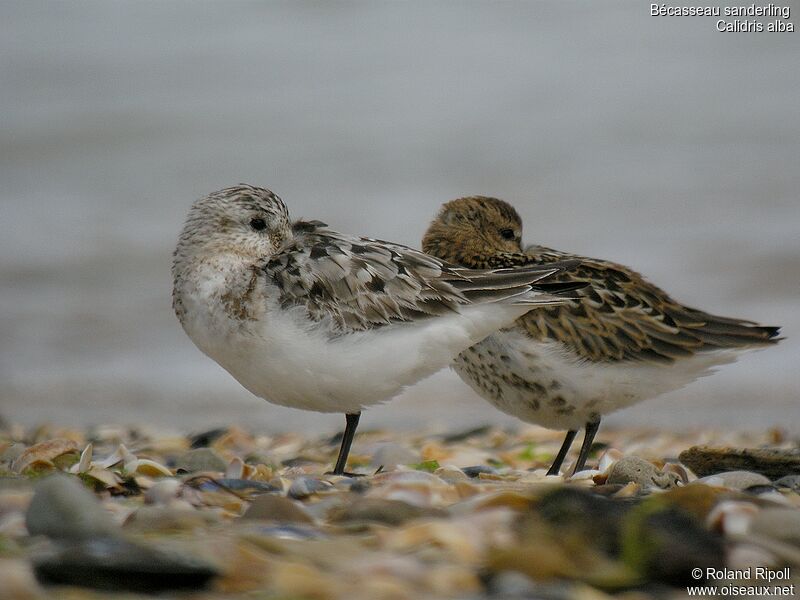 Sanderling