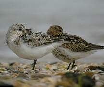 Bécasseau sanderling