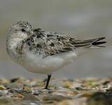 Bécasseau sanderling