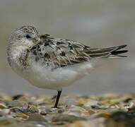 Sanderling